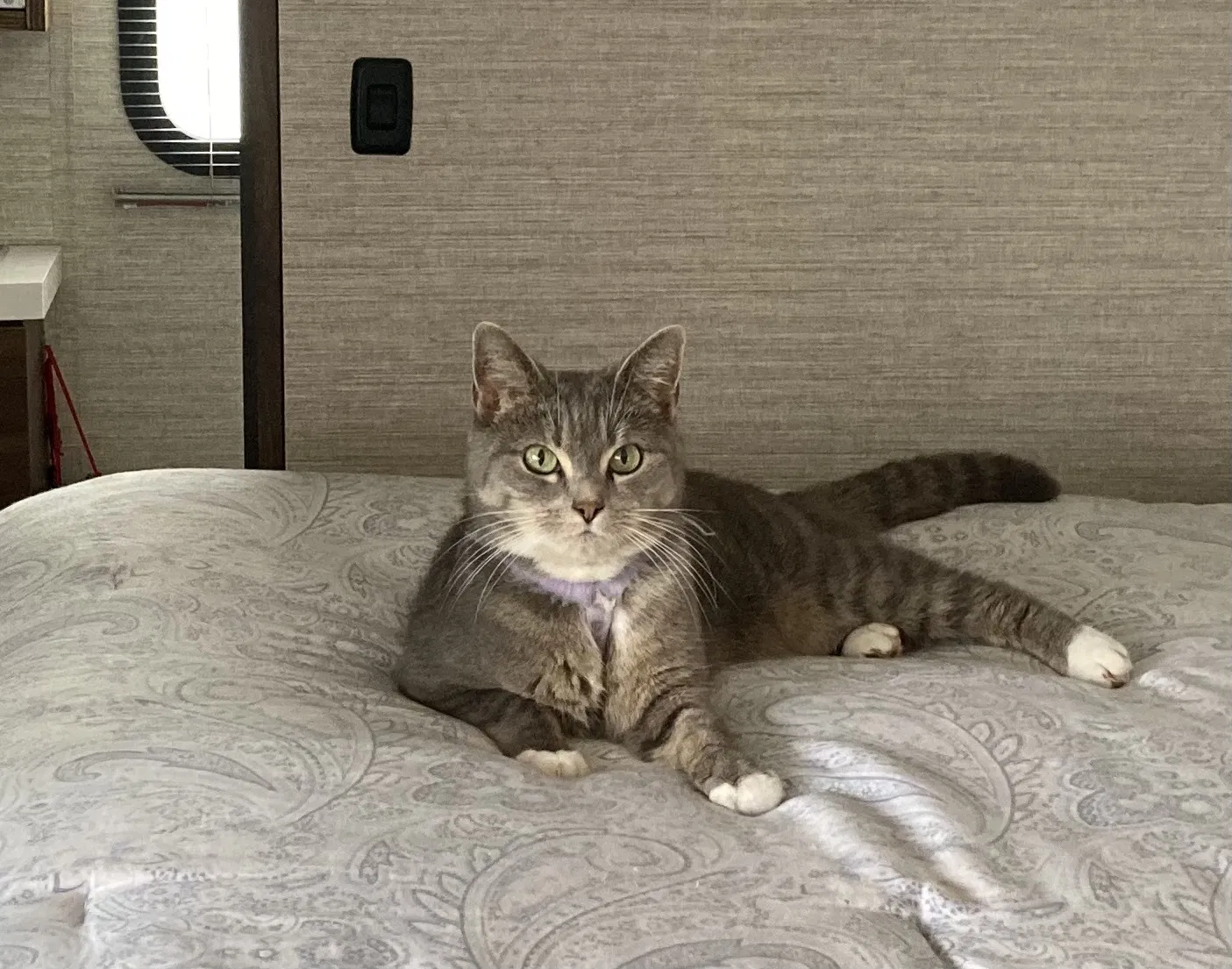 Lost cat in Brewster, MA, 2631