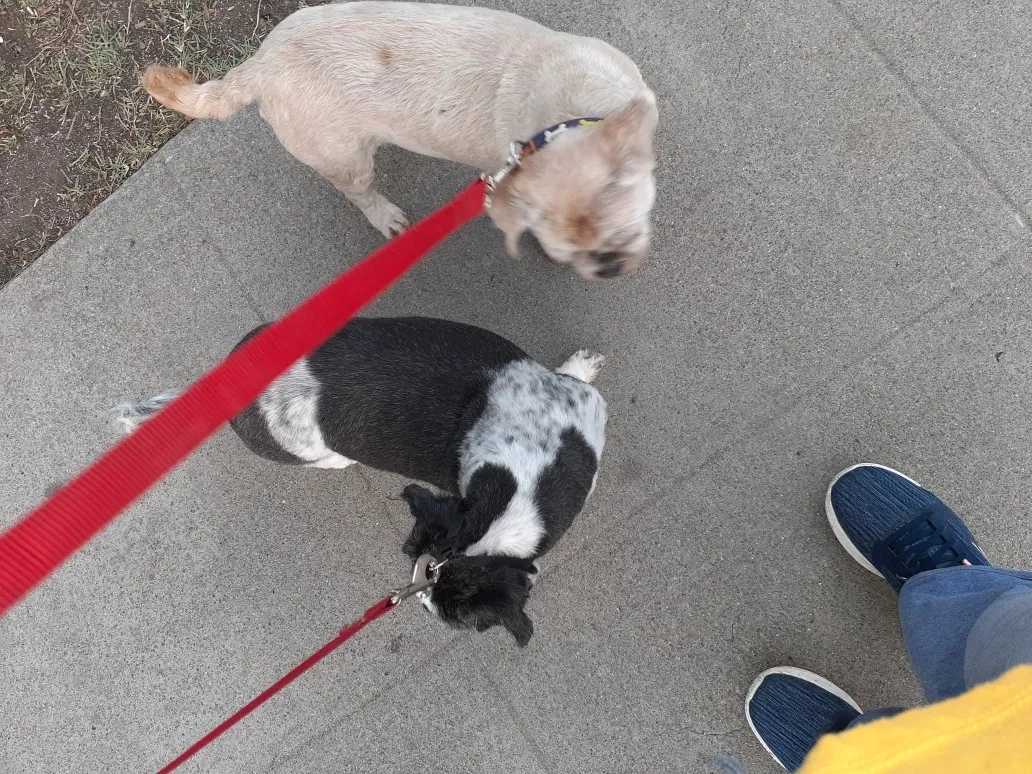 Lost dog in Santa Ana, CA, 92707