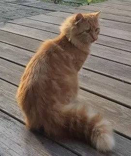 Lost cat in Perkiomenville, PA, 18074