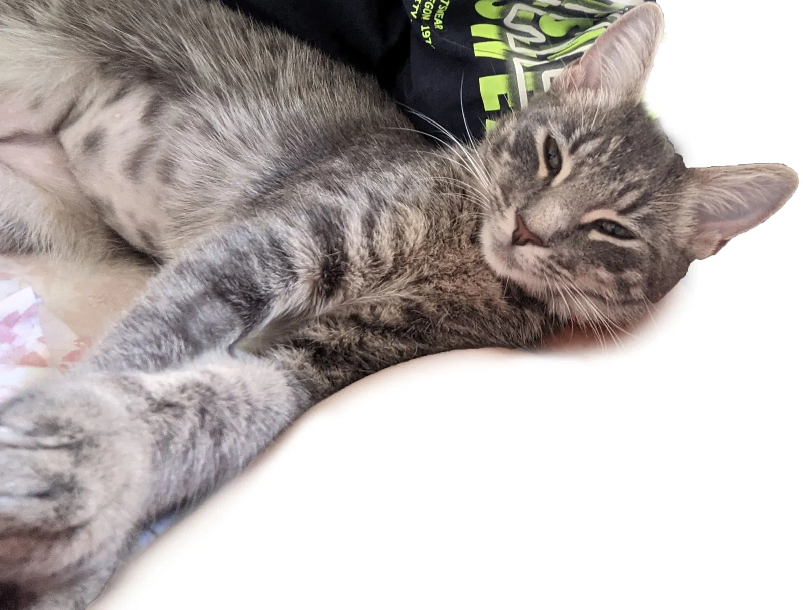 Lost cat in Oceanside, CA, 92057