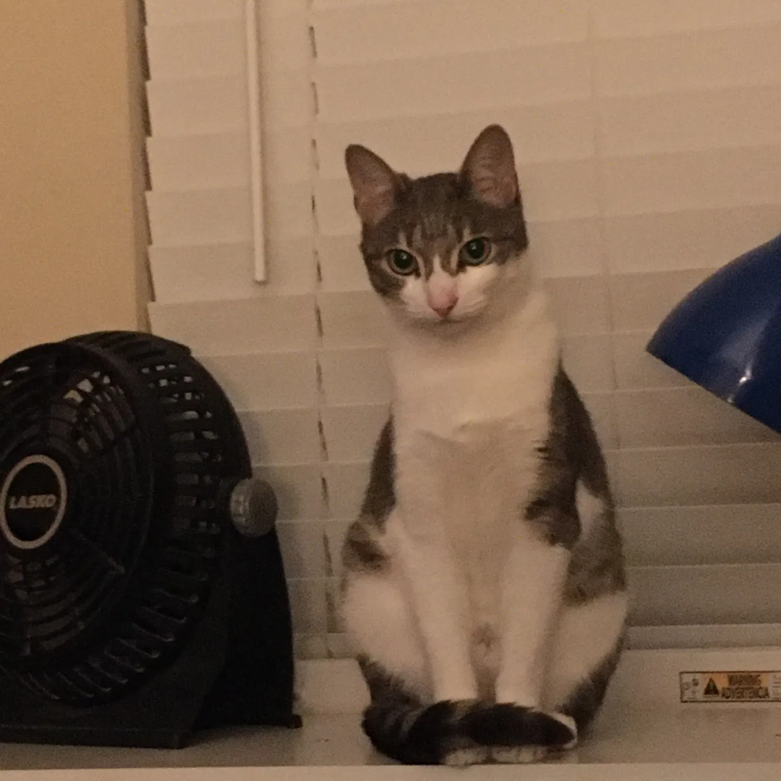 Lost cat in Snohomish, WA, 98296