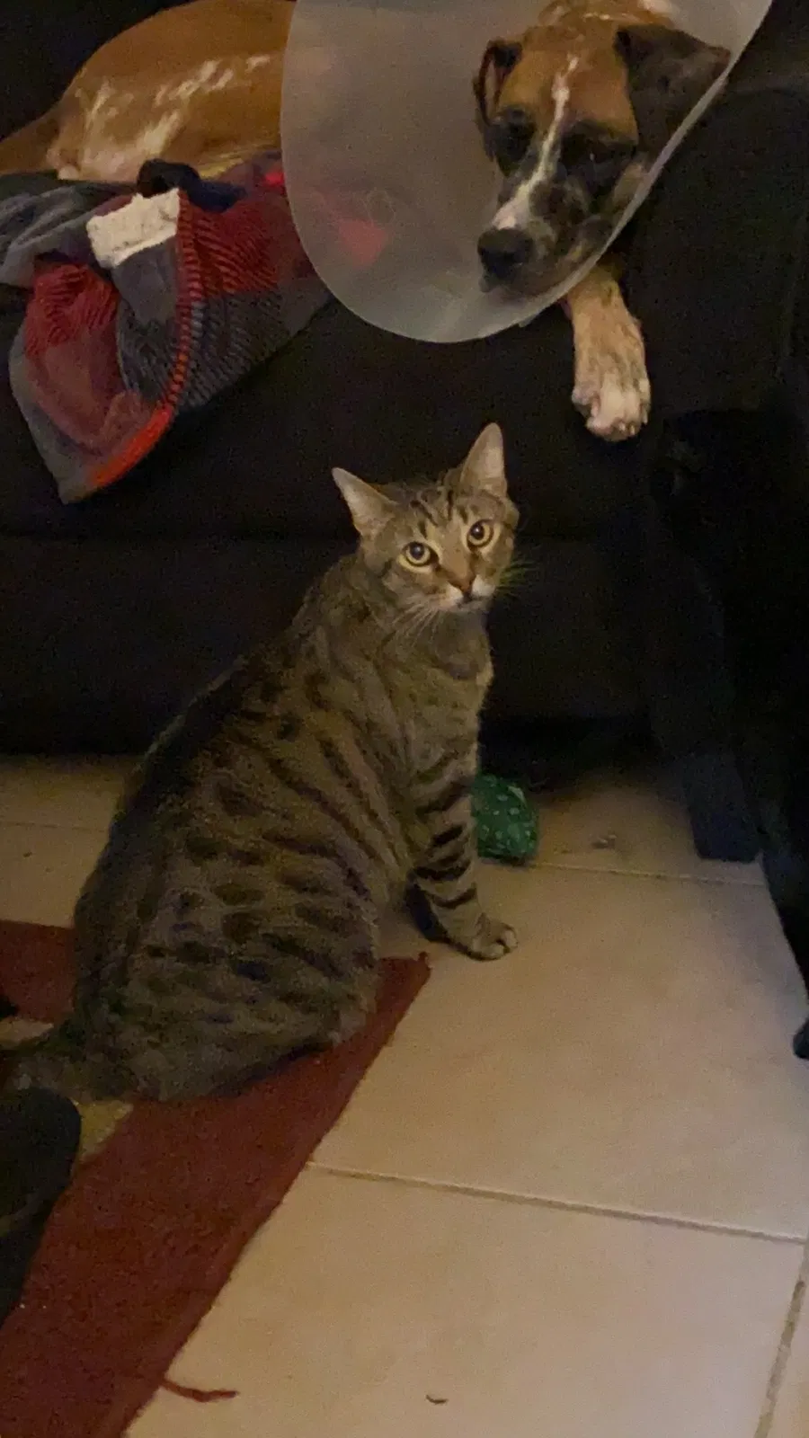 Lost cat in Baton Rouge, LA, 70802