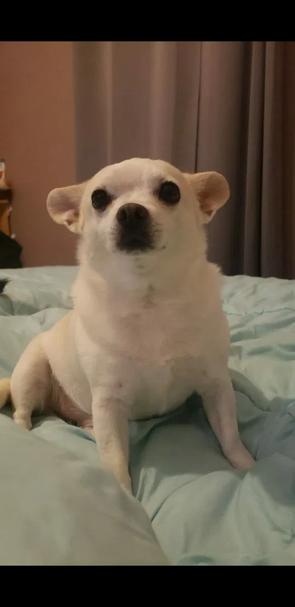 Lost dog in Franklin, TN, 37064