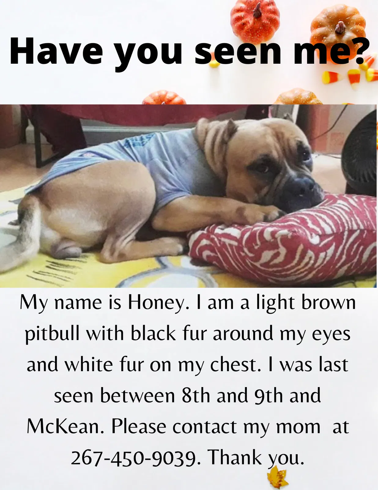 Lost dog in Philadelphia, PA, 19148