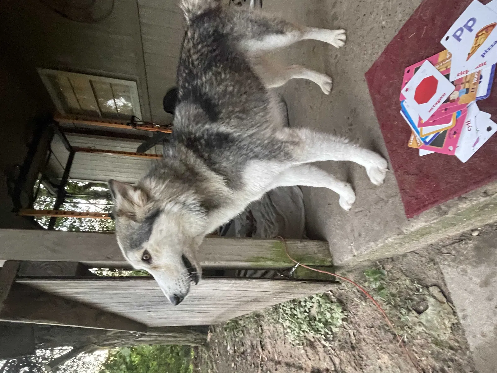 Found dog in Splendora, TX, 77372