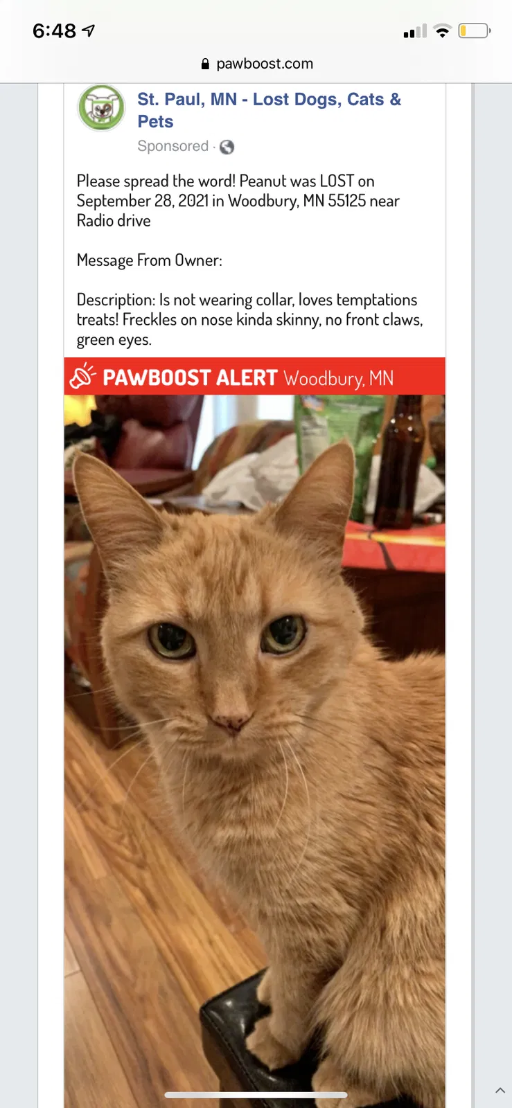 Lost cat in Saint Paul, MN, 55125
