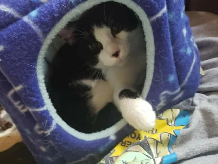 Lost cat in Knoxville, TN, 37938