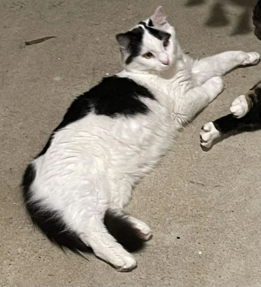 Lost cat in Pulaski, TN, 38478