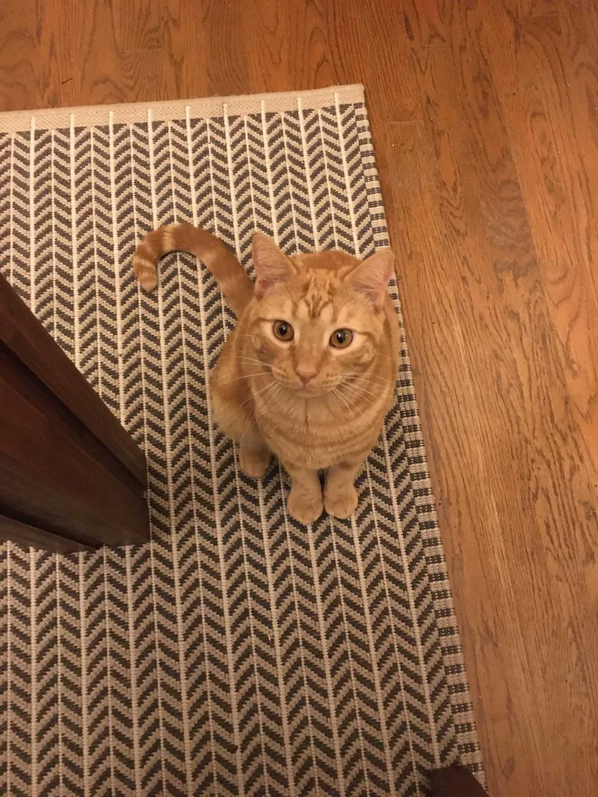 Lost cat in Birmingham, AL, 35242