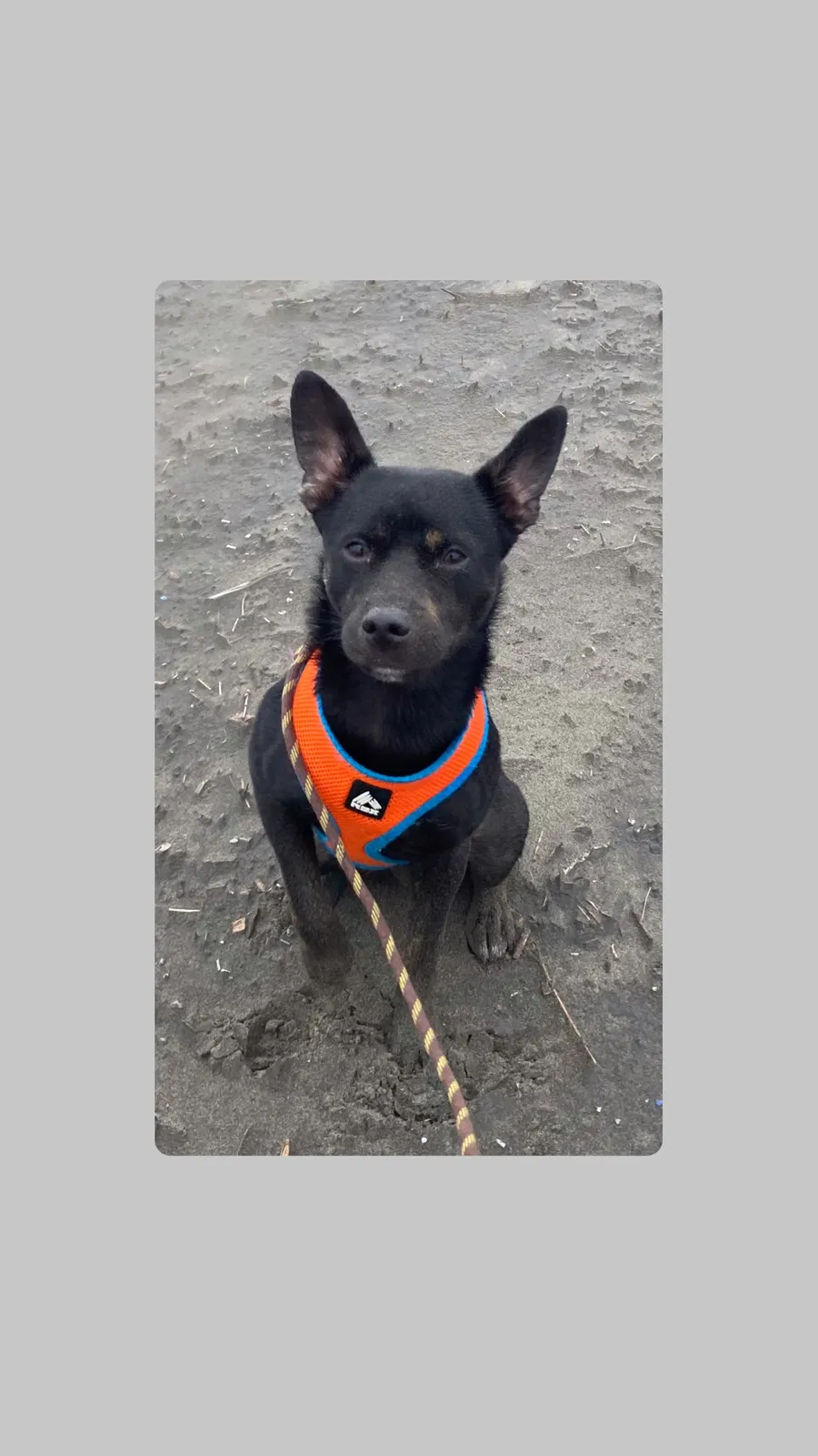 Lost dog in Vancouver, WA, 98686