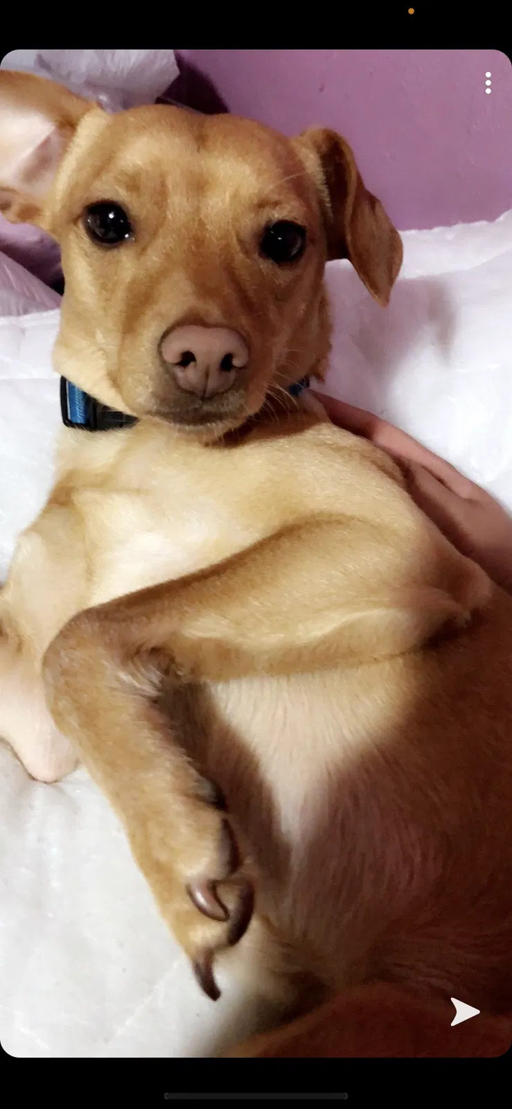 Lost dog in North Las Vegas, NV, 89081