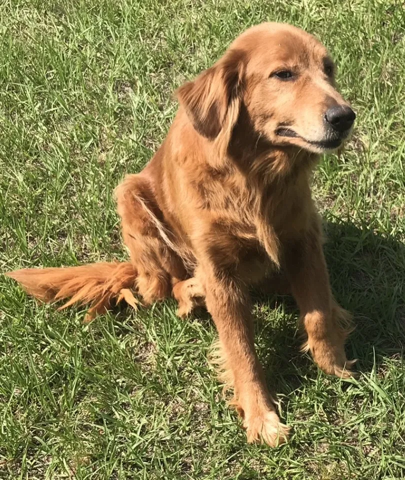 Lost dog in Century, FL, 32535