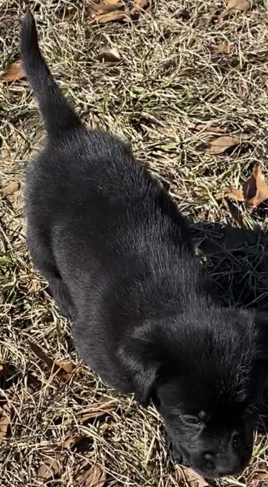 Lost dog in Century, FL, 32535