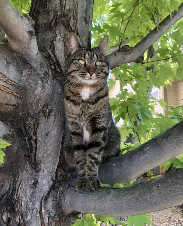 Lost cat in Greeley, CO, 80634
