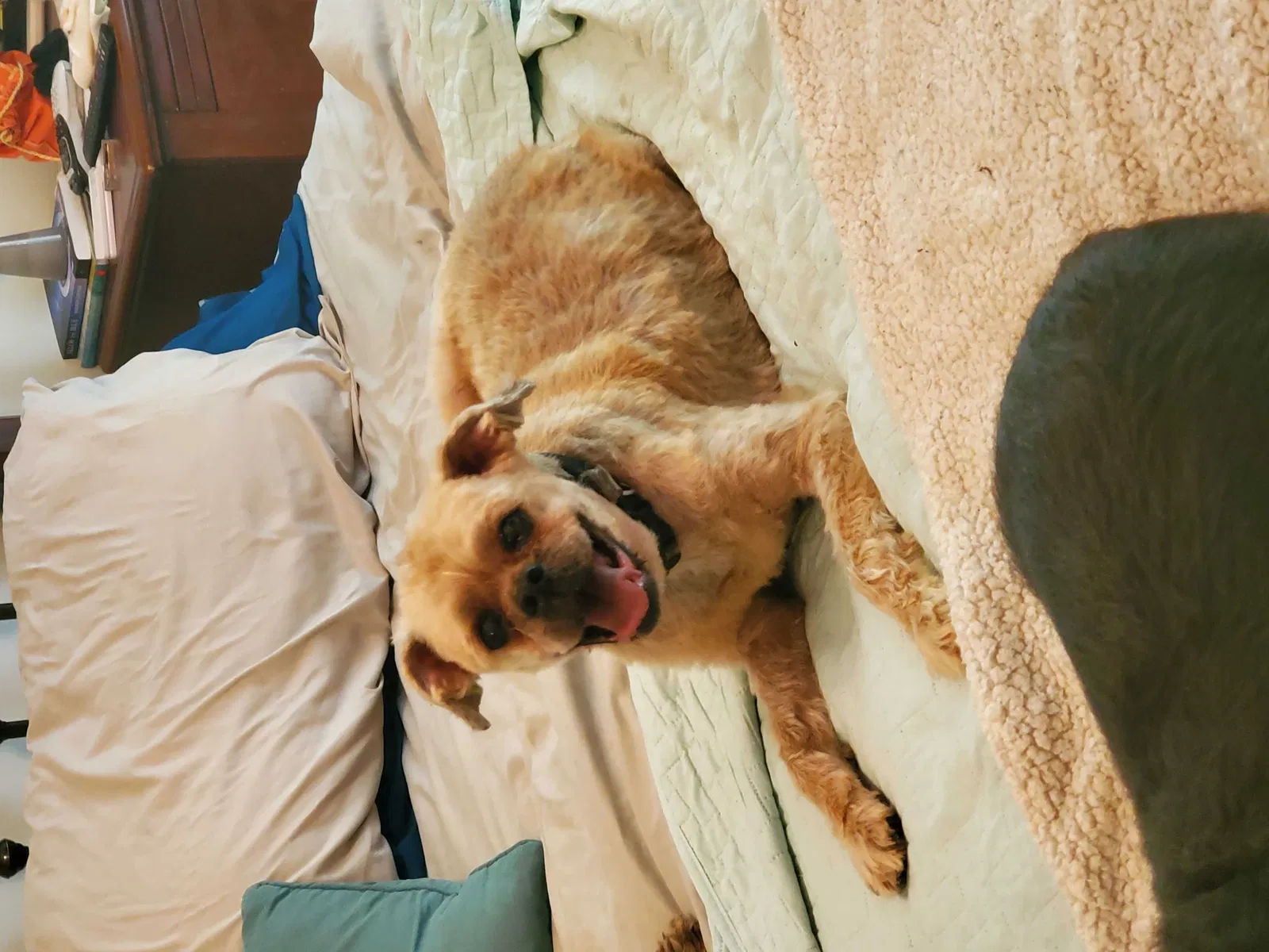 Lost dog in Auburn, GA, 30011