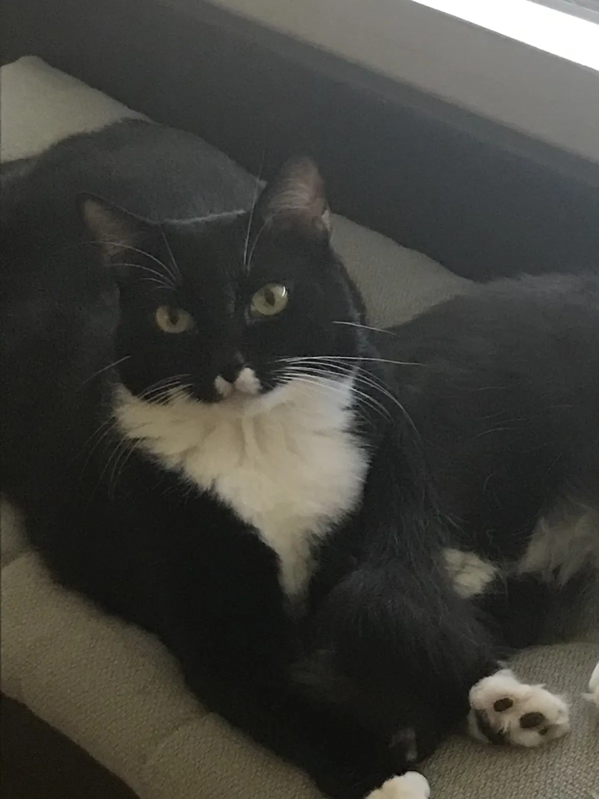Lost cat in Richmond, TX, 77406
