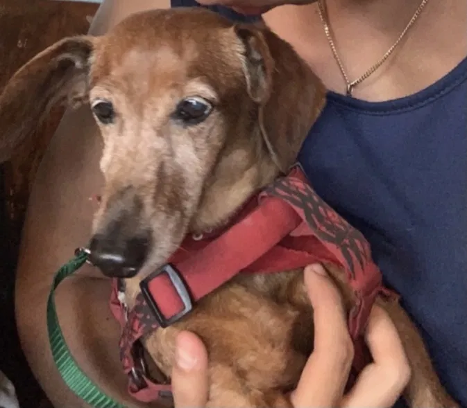 Lost dog in Miami, FL, 33183