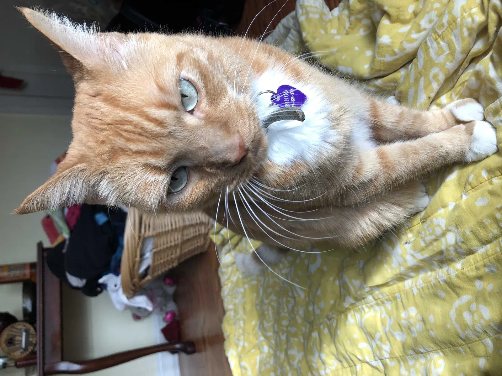 Lost cat in Flowery Branch, GA, 30542