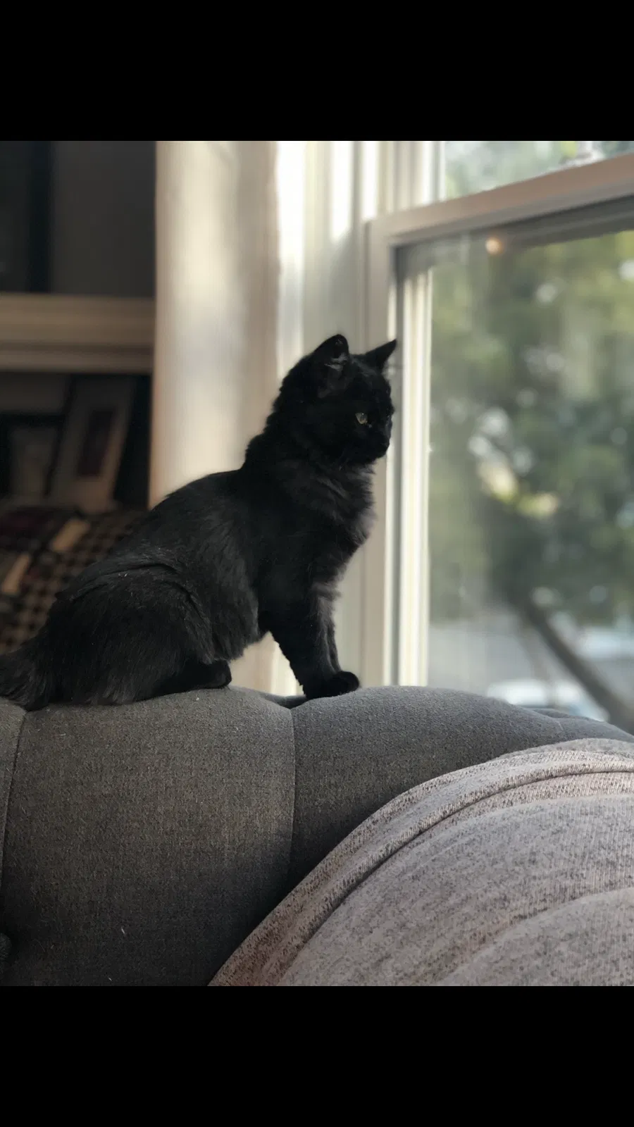 Lost cat in San Francisco, CA, 94116
