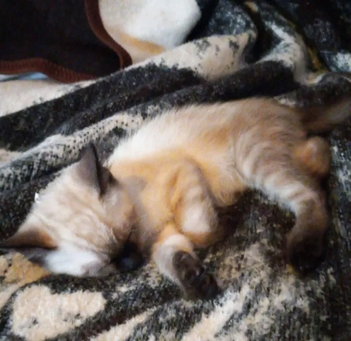 Lost cat in San Diego, CA, 92120