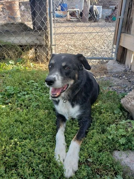 Found dog in Spanish Fork, UT, 84660
