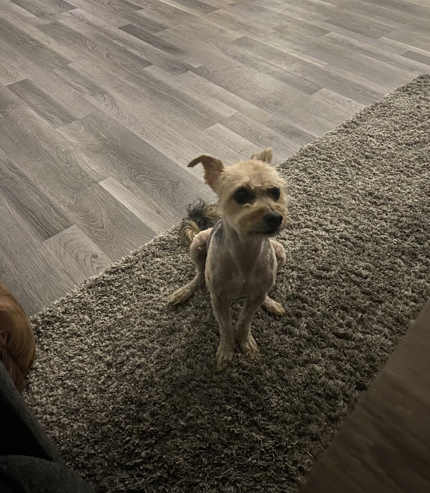 Lost dog in Granada Hills, CA, 91344