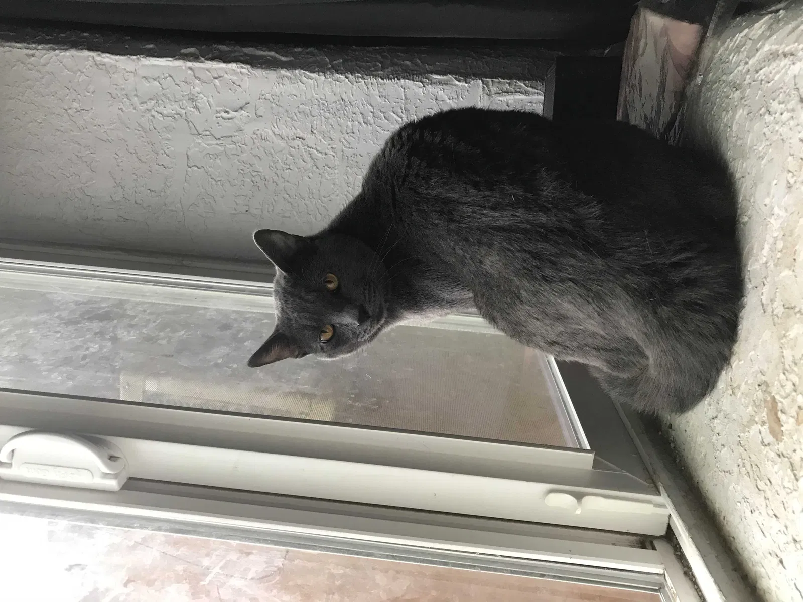 Lost cat in Albuquerque, NM, 87105