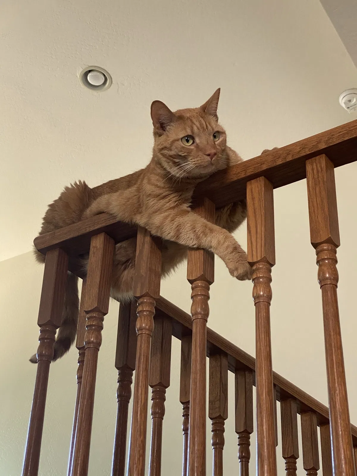 Lost cat in Peoria, AZ, 85382