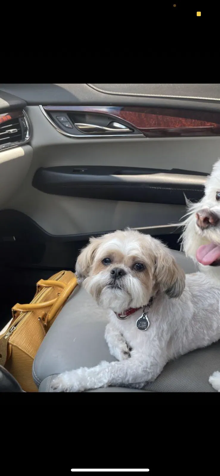 Lost dog in Richmond, TX, 77407