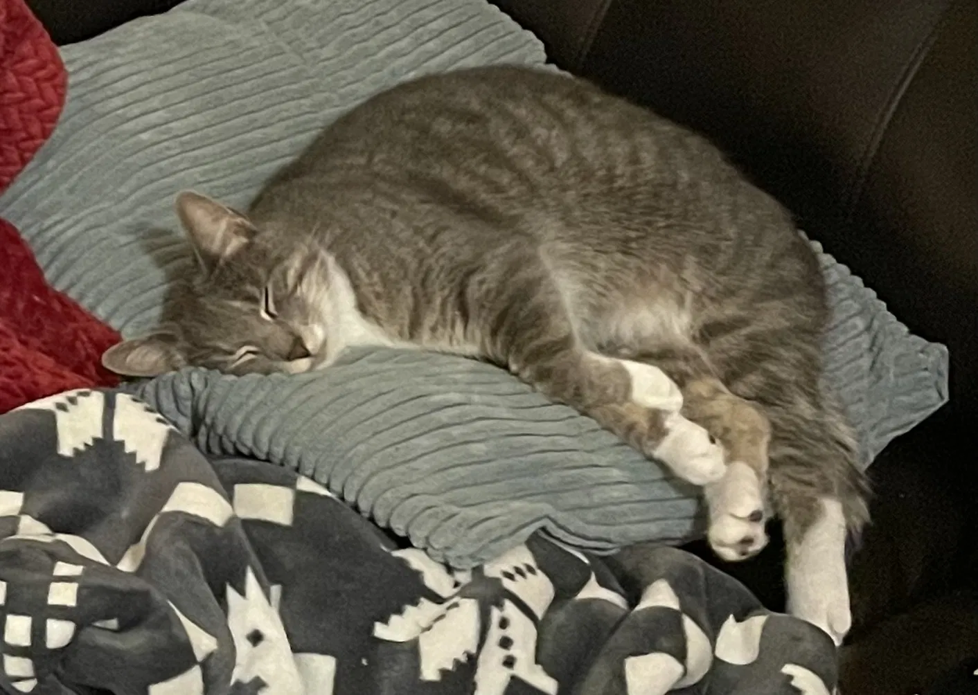 Lost cat in Round Rock, TX, 78665