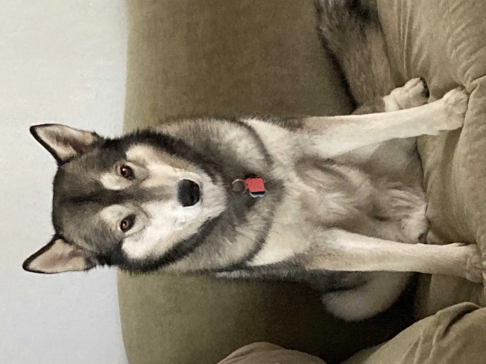 Lost dog in Fremont, CA, 94539