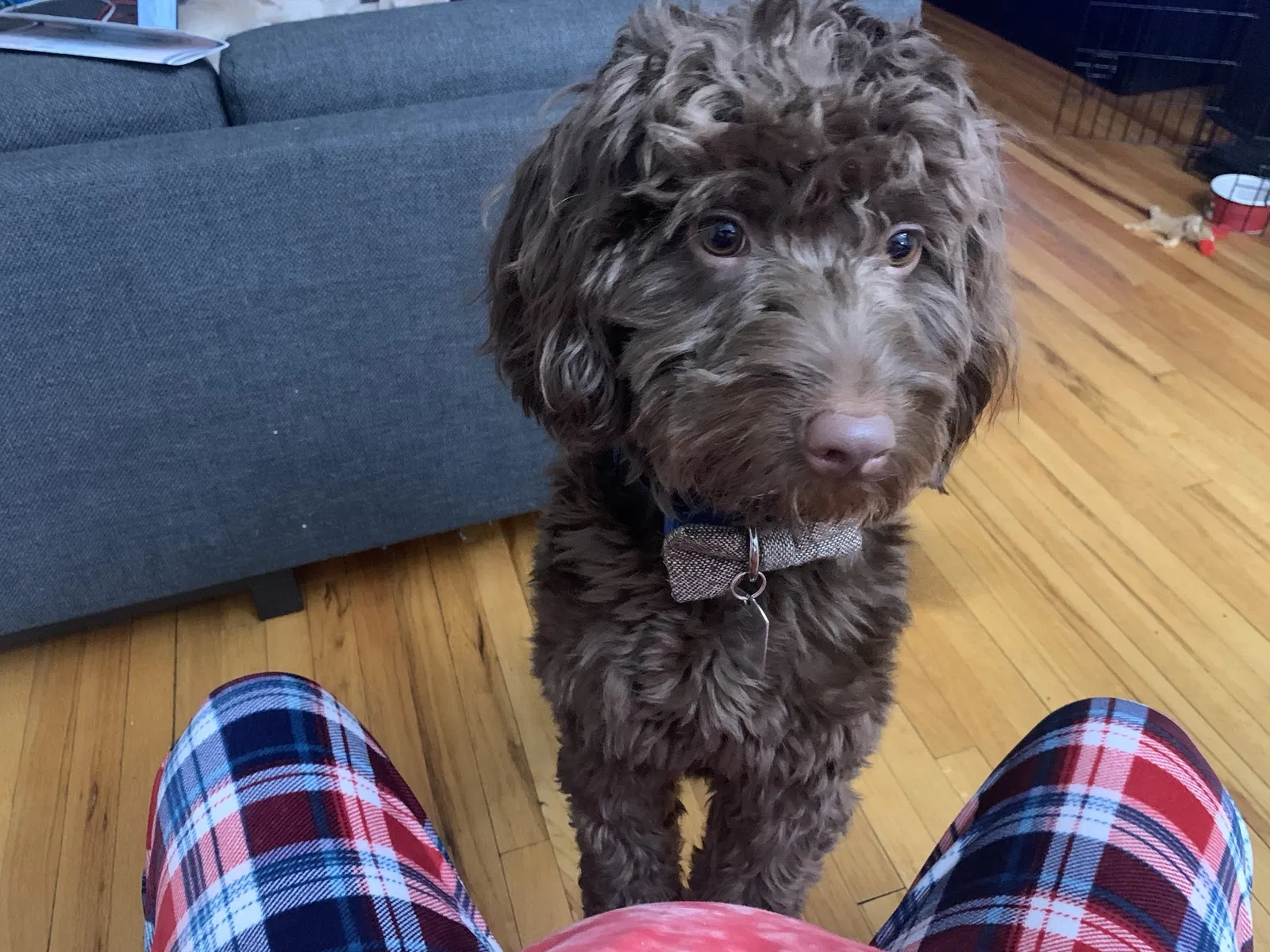 Lost dog in Warren, MI, 48088