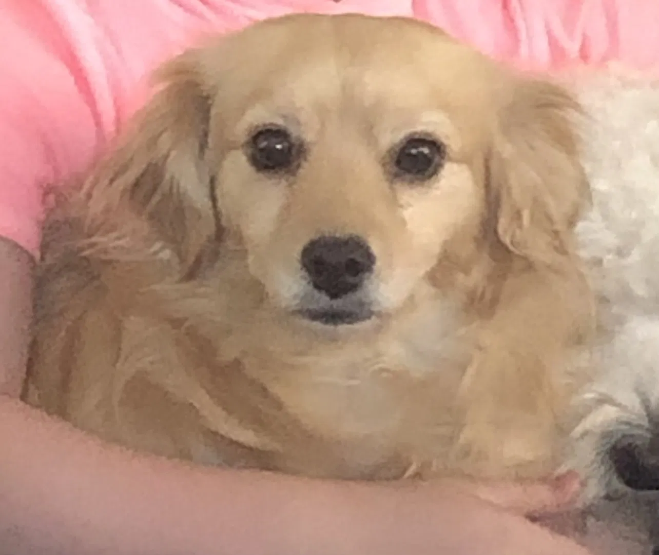 Lost dog in Glendale, AZ, 85301