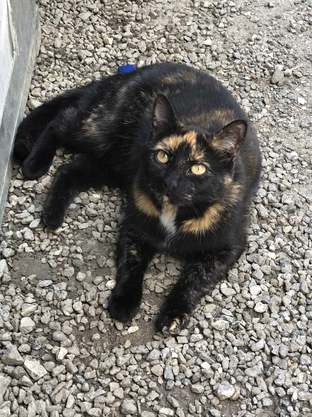 Lost cat in Whittier, NC, 28789