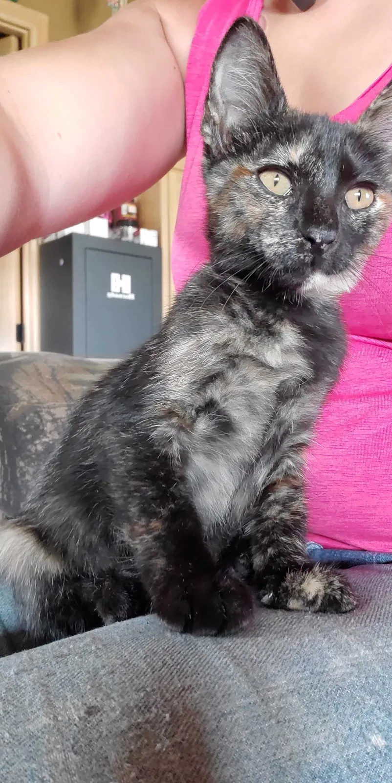 Lost cat in Pilot Point, TX, 76258