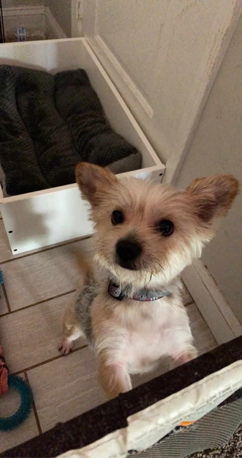 Lost dog in Birmingham, AL, 35205