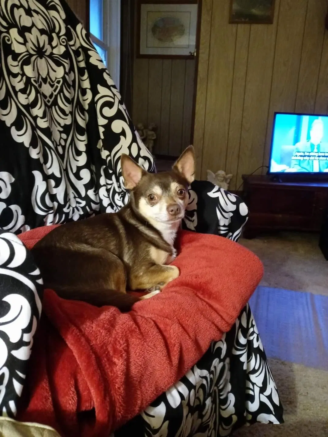 Lost dog in Flint, MI, 48504