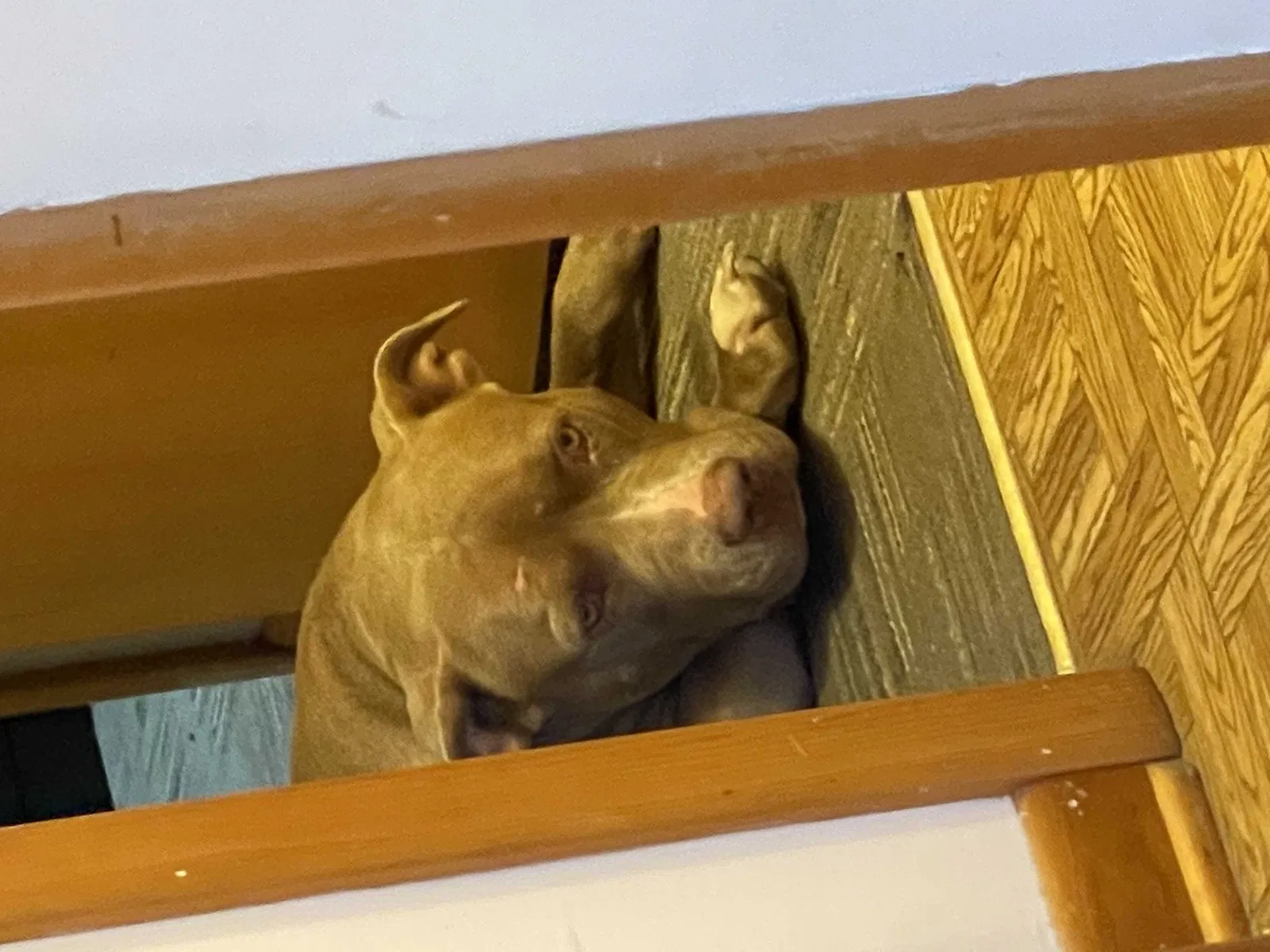 Lost dog in Centerville, TN, 37033