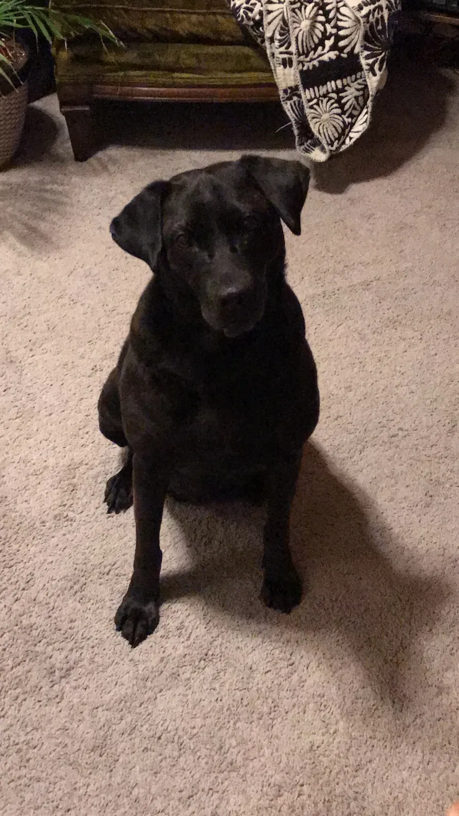 Lost dog in Milwaukee, WI, 53207