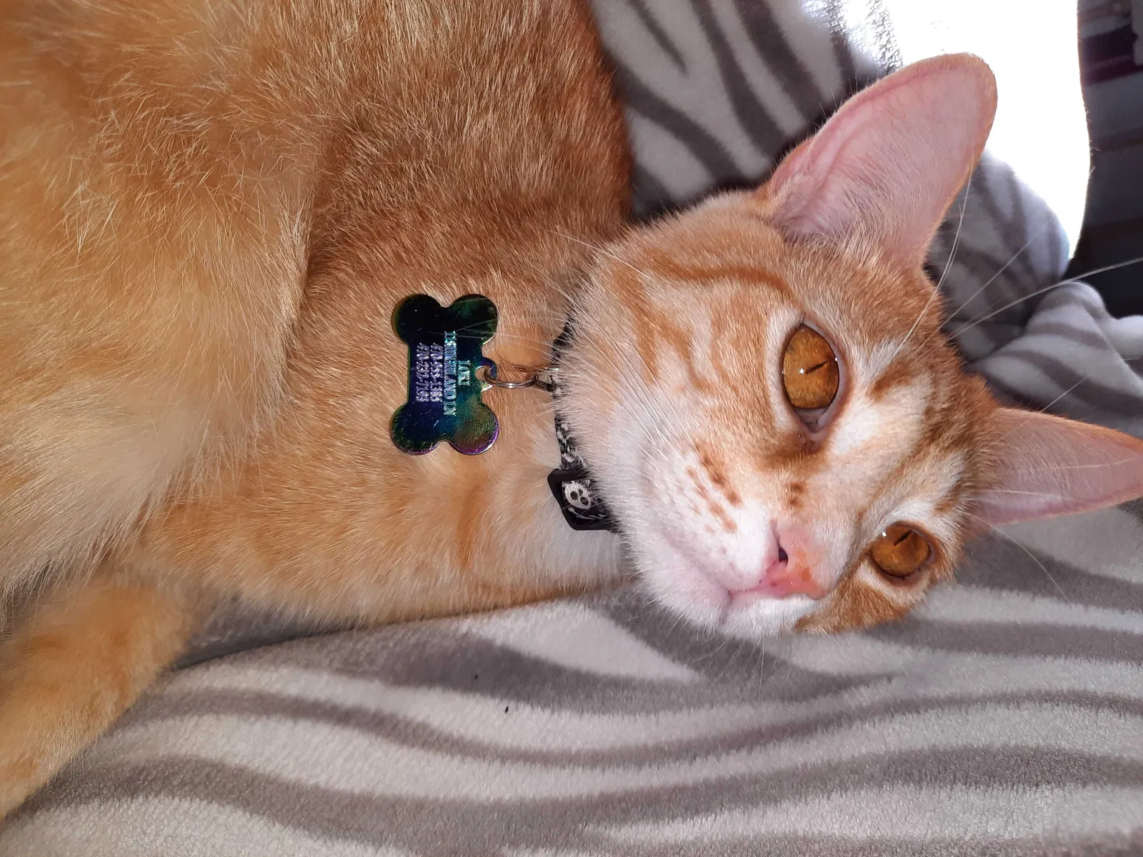 Lost cat in Cartersville, GA, 30120