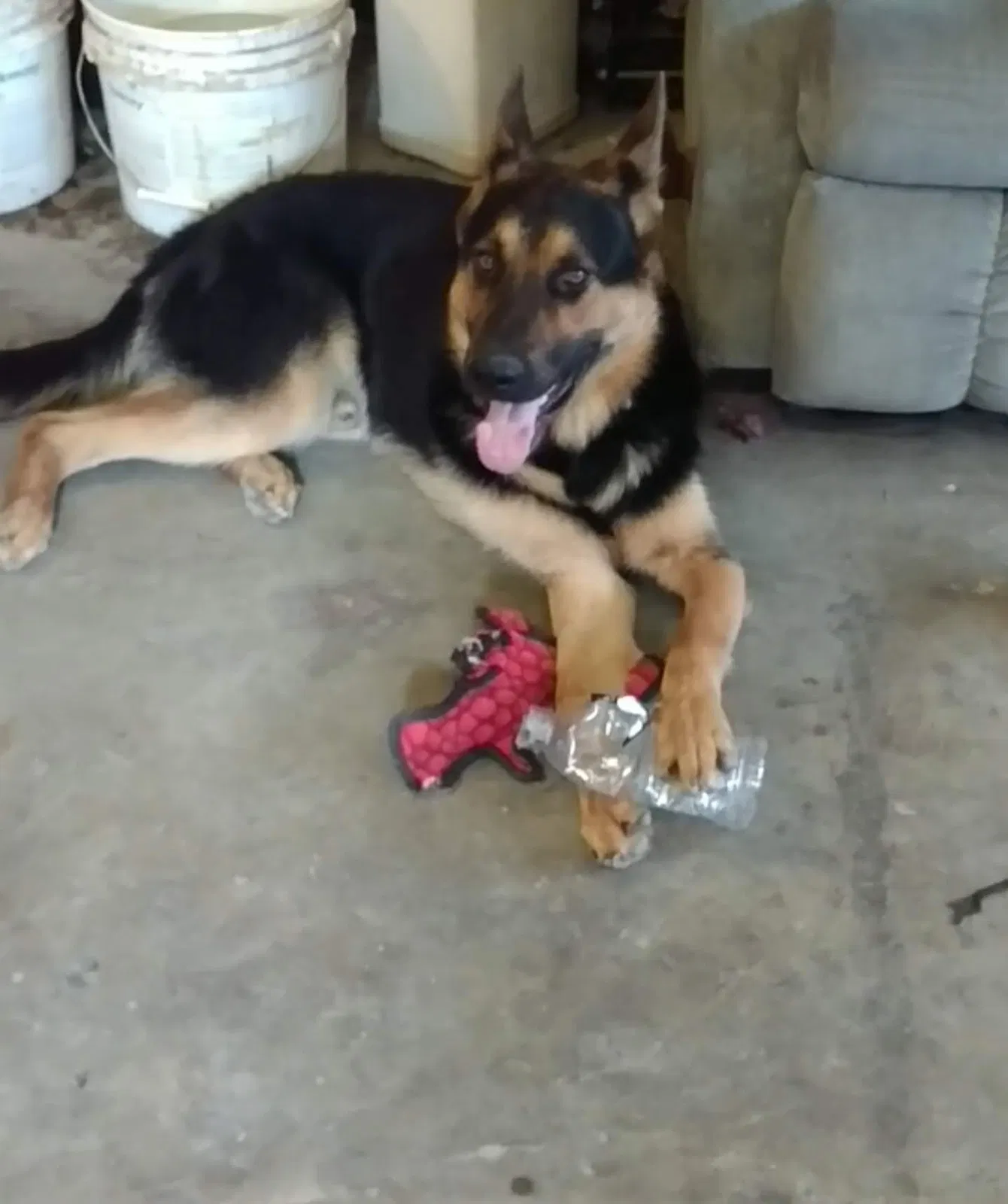 Lost dog in Henderson, NV, 89014