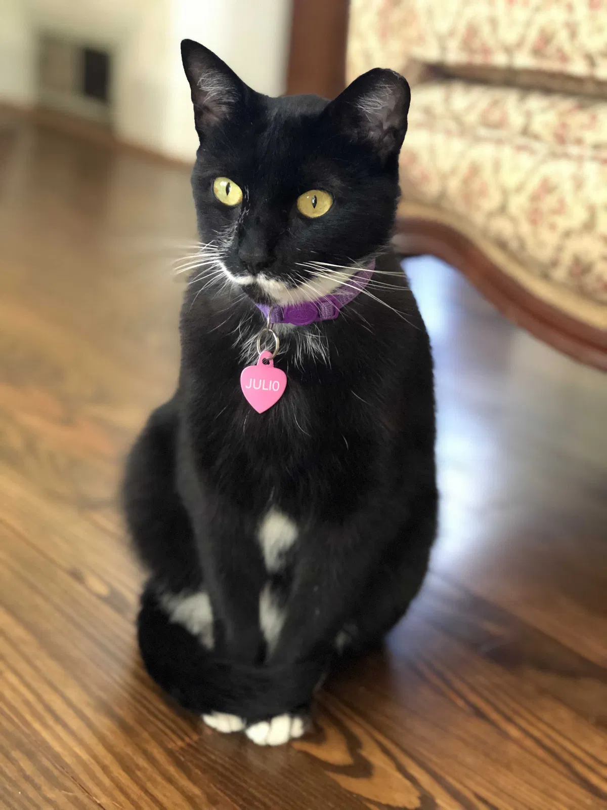Lost cat in Bethesda, MD, 20814