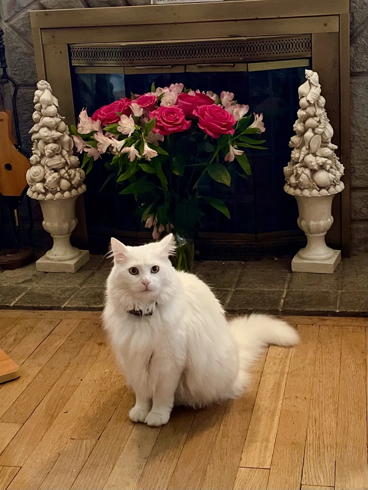 Lost cat in Vancouver, WA, 98660
