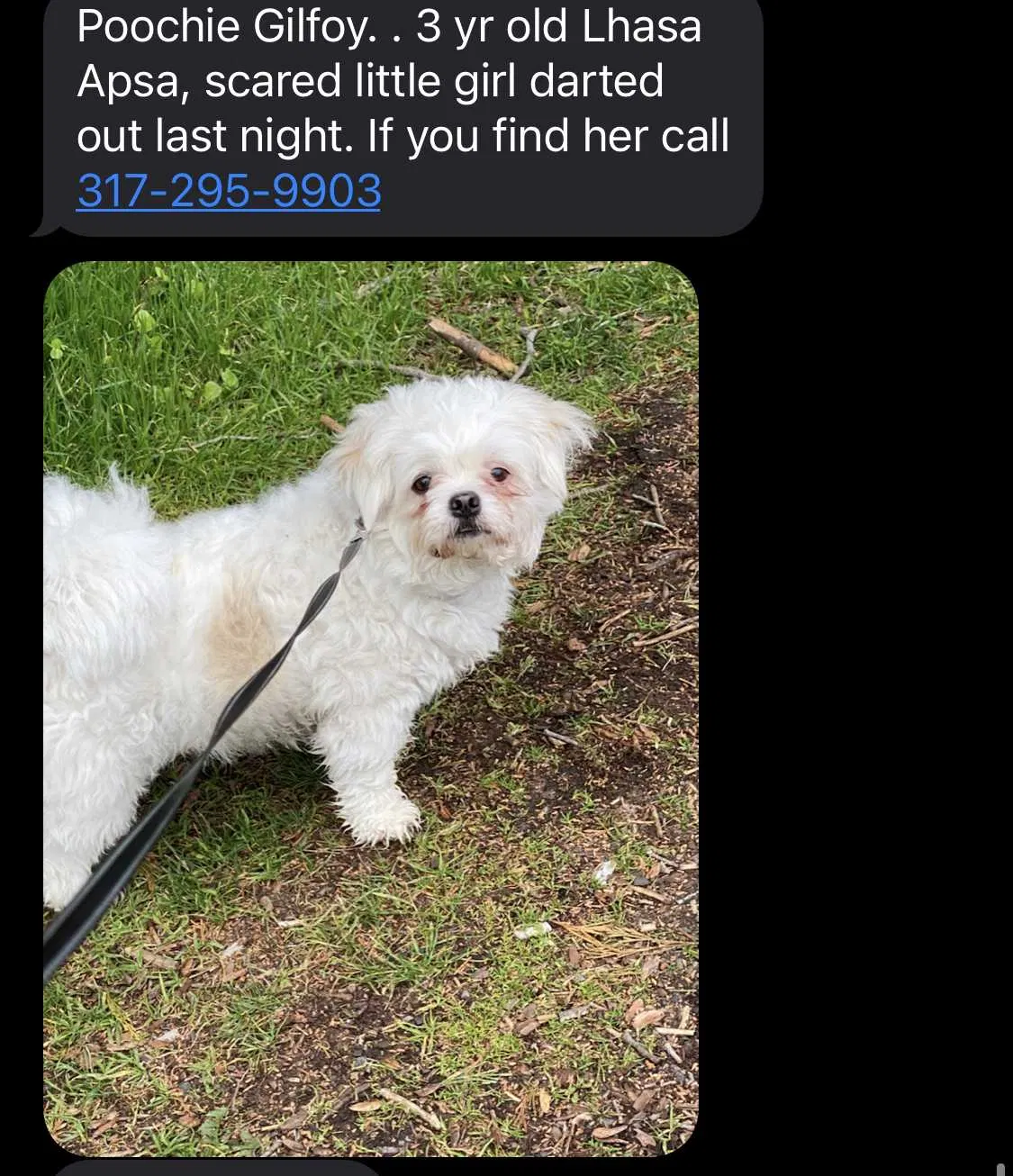 Lost dog in Beech Grove, IN, 46107