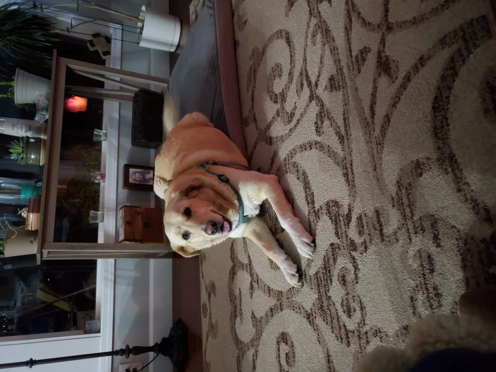 Lost dog in Abilene, TX, 79602