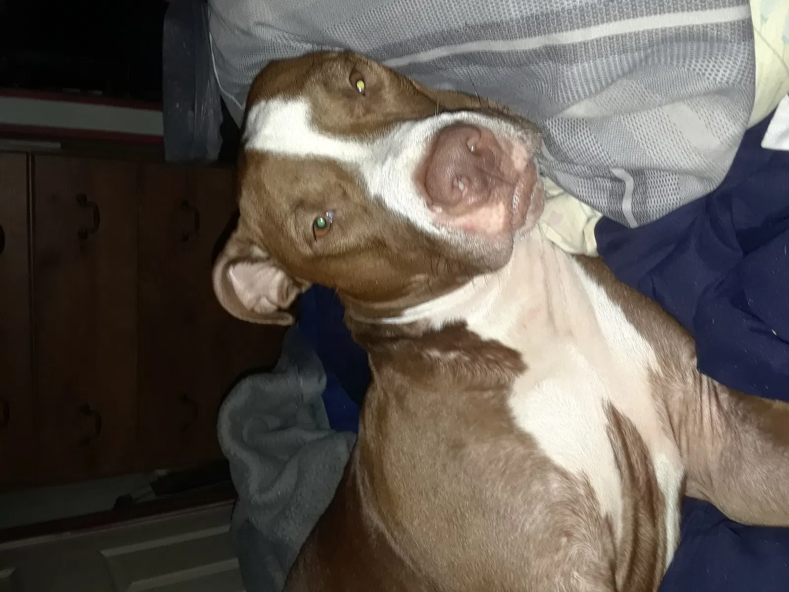 Lost dog in Zephyrhills, FL, 33542