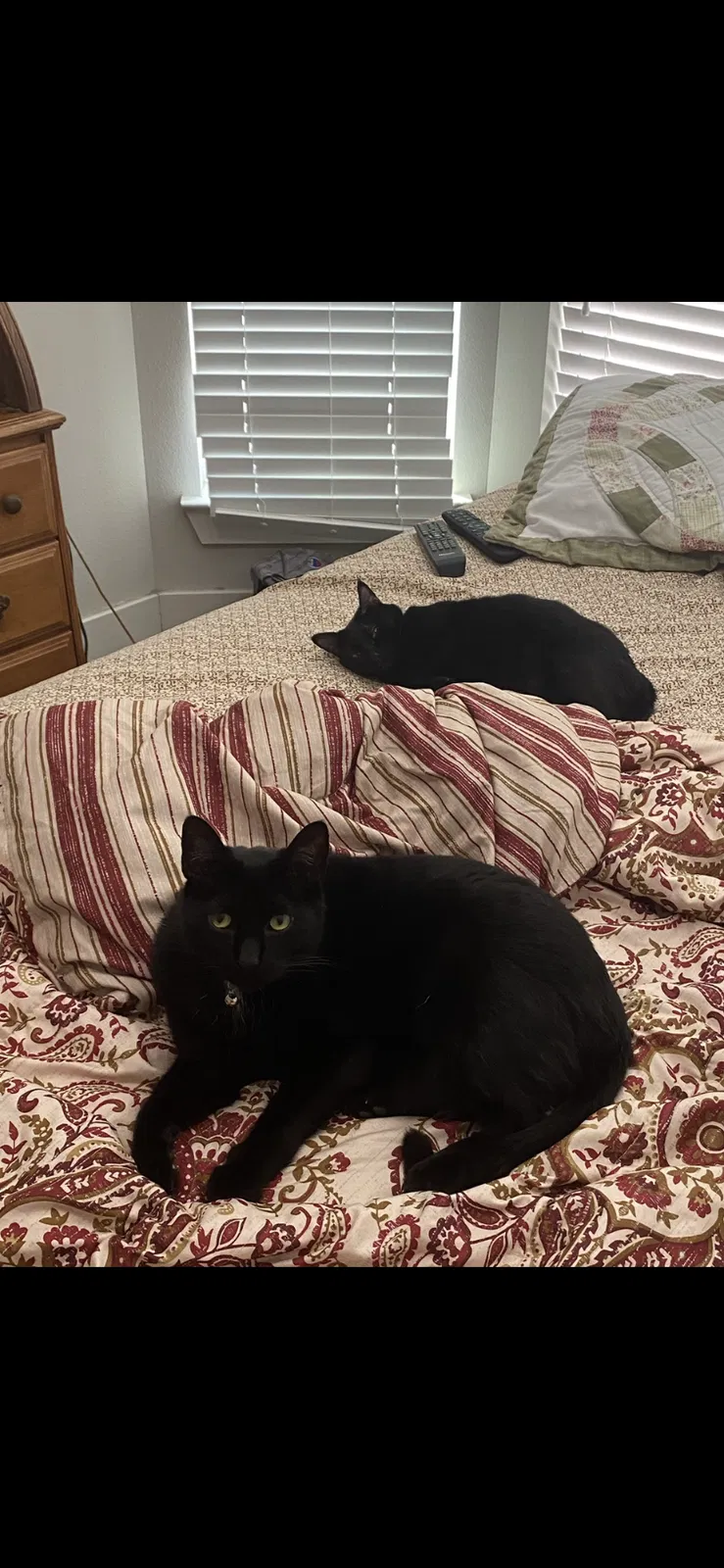 Lost cat in Cedar Park, TX, 78613