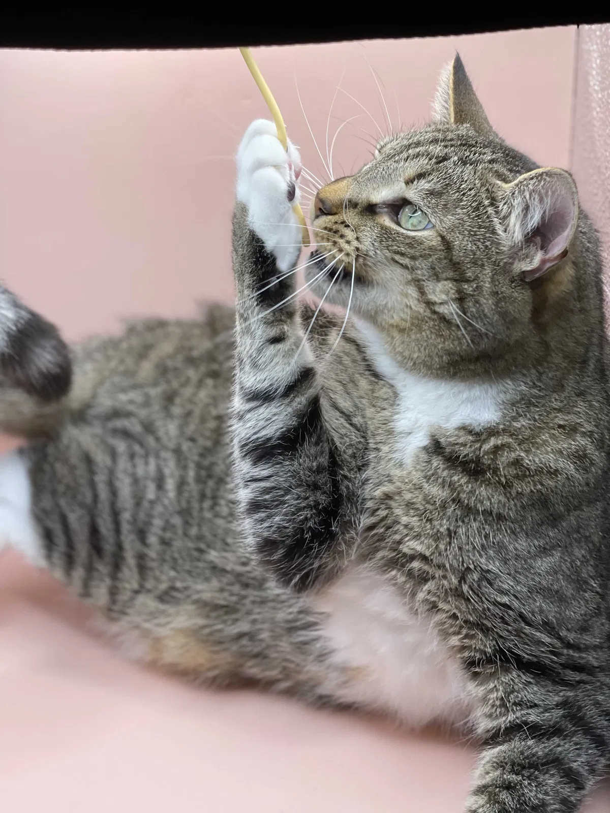 Lost cat in Martinsburg, WV, 25405