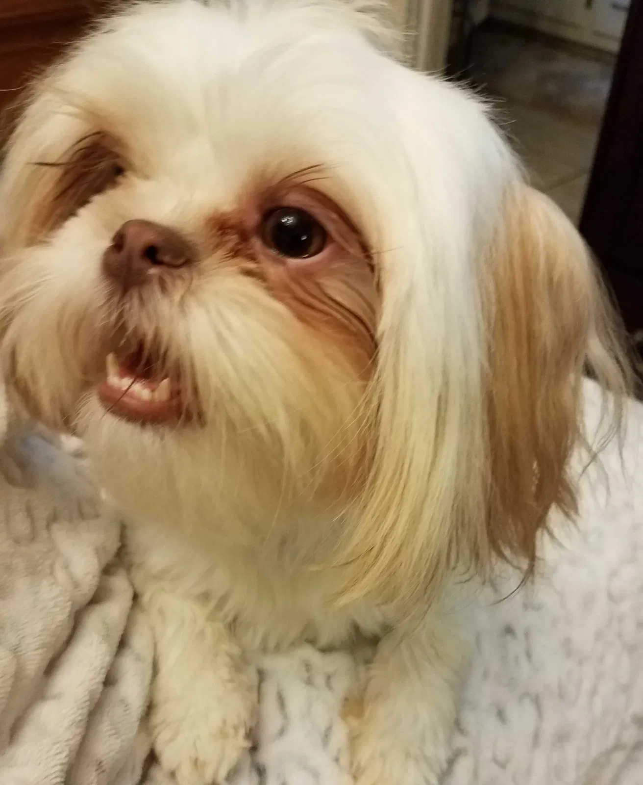 Lost dog in Charleston, SC, 29406