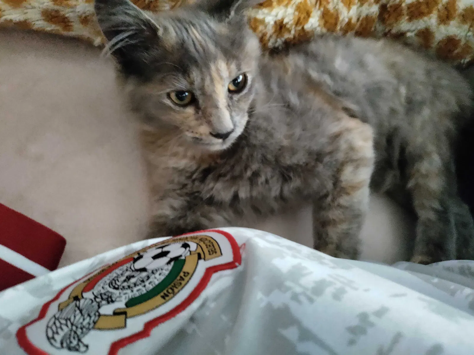 Lost cat in Compton, CA, 90220